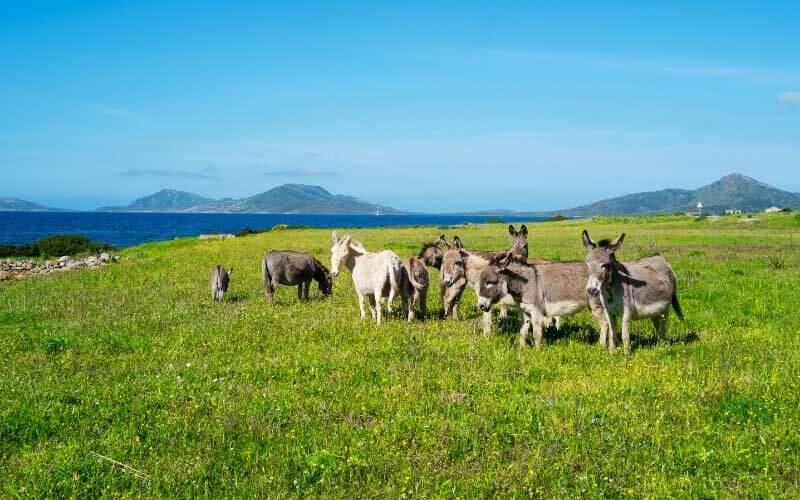 VIAGGIO IN SARDEGNA DA CAPO CACCIA ALL'ASINARA - TOUR + SOGGIORNO